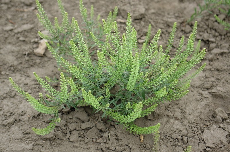 Manybranched Pepperweed photo 4