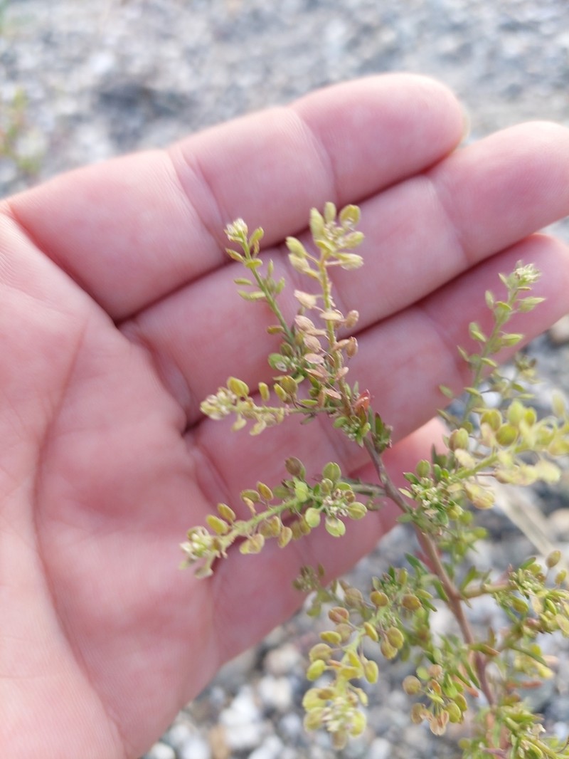 Manybranched Pepperweed photo 5