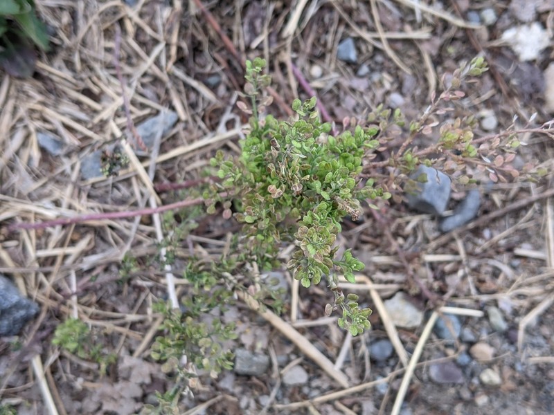 Manybranched Pepperweed photo 6