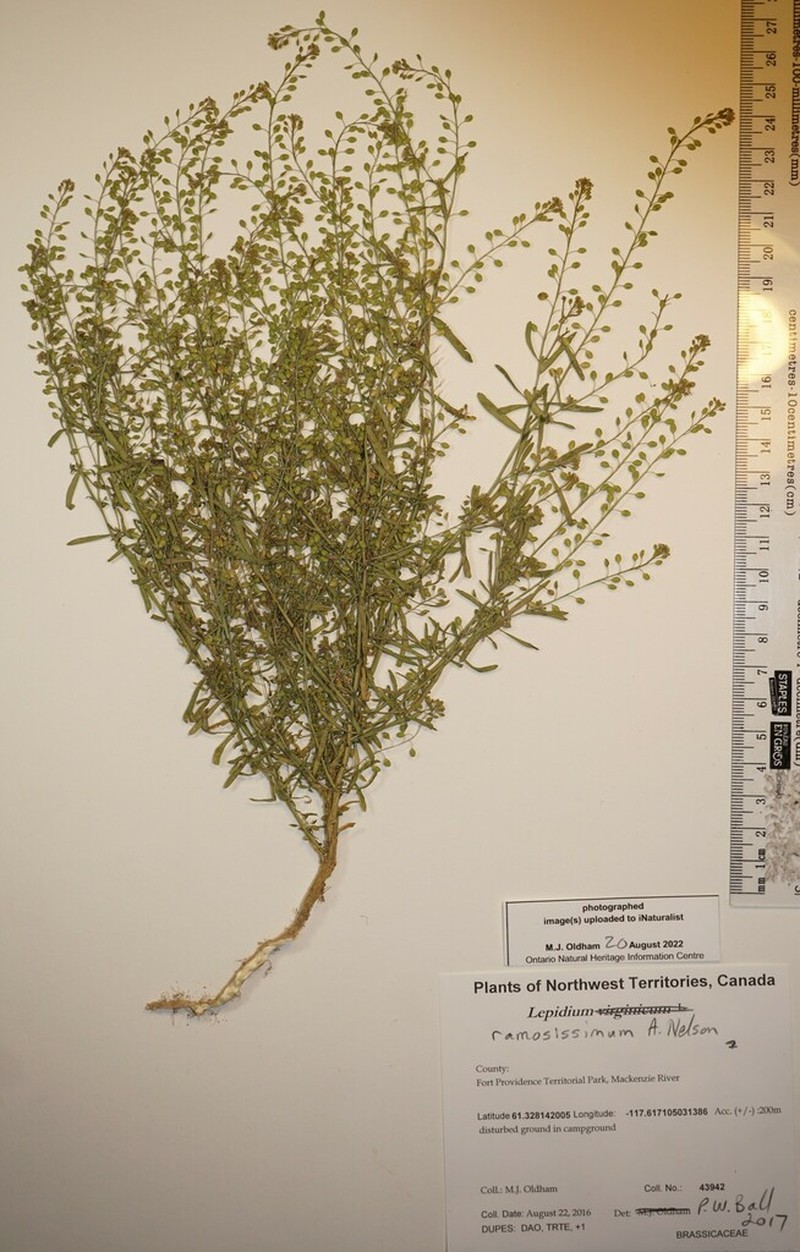 Manybranched Pepperweed photo 7