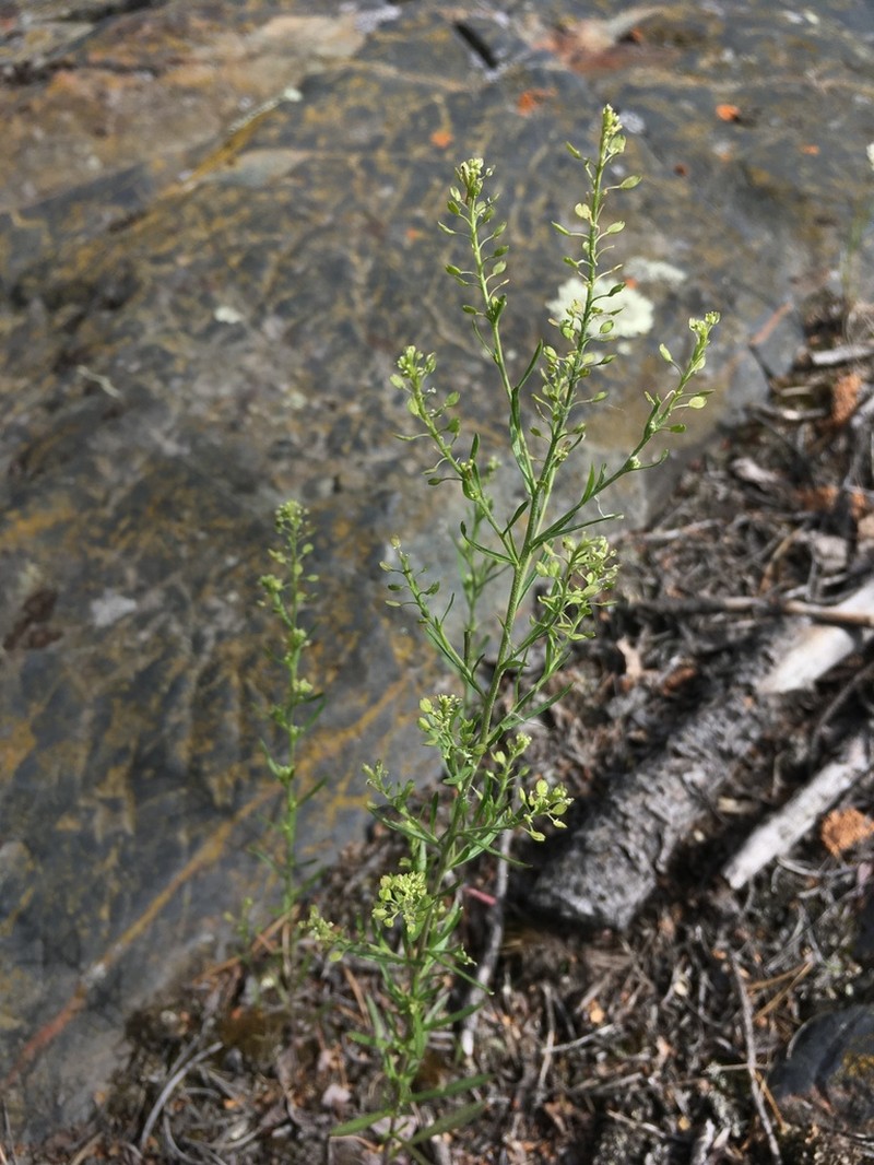 Manybranched Pepperweed photo 8
