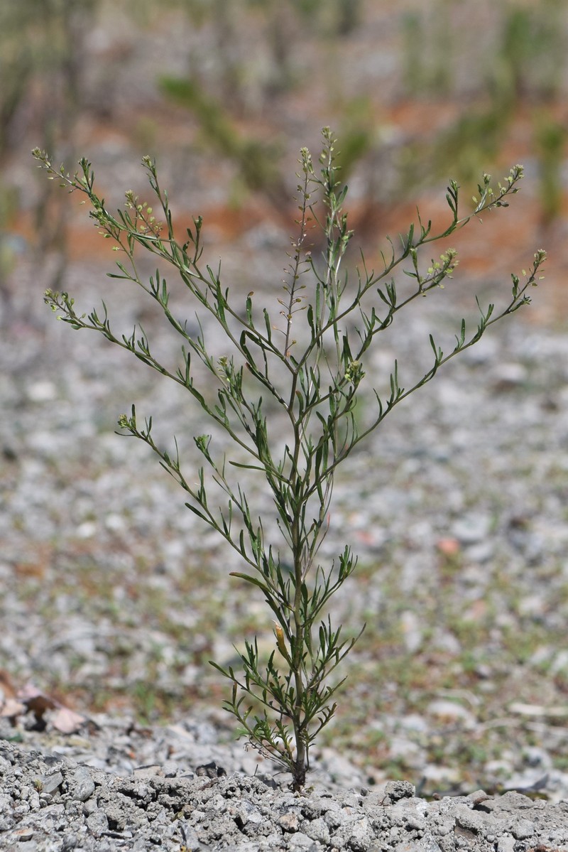 Roadside Pepperweed photo 2