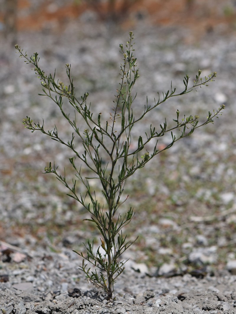 Roadside Pepperweed photo 3