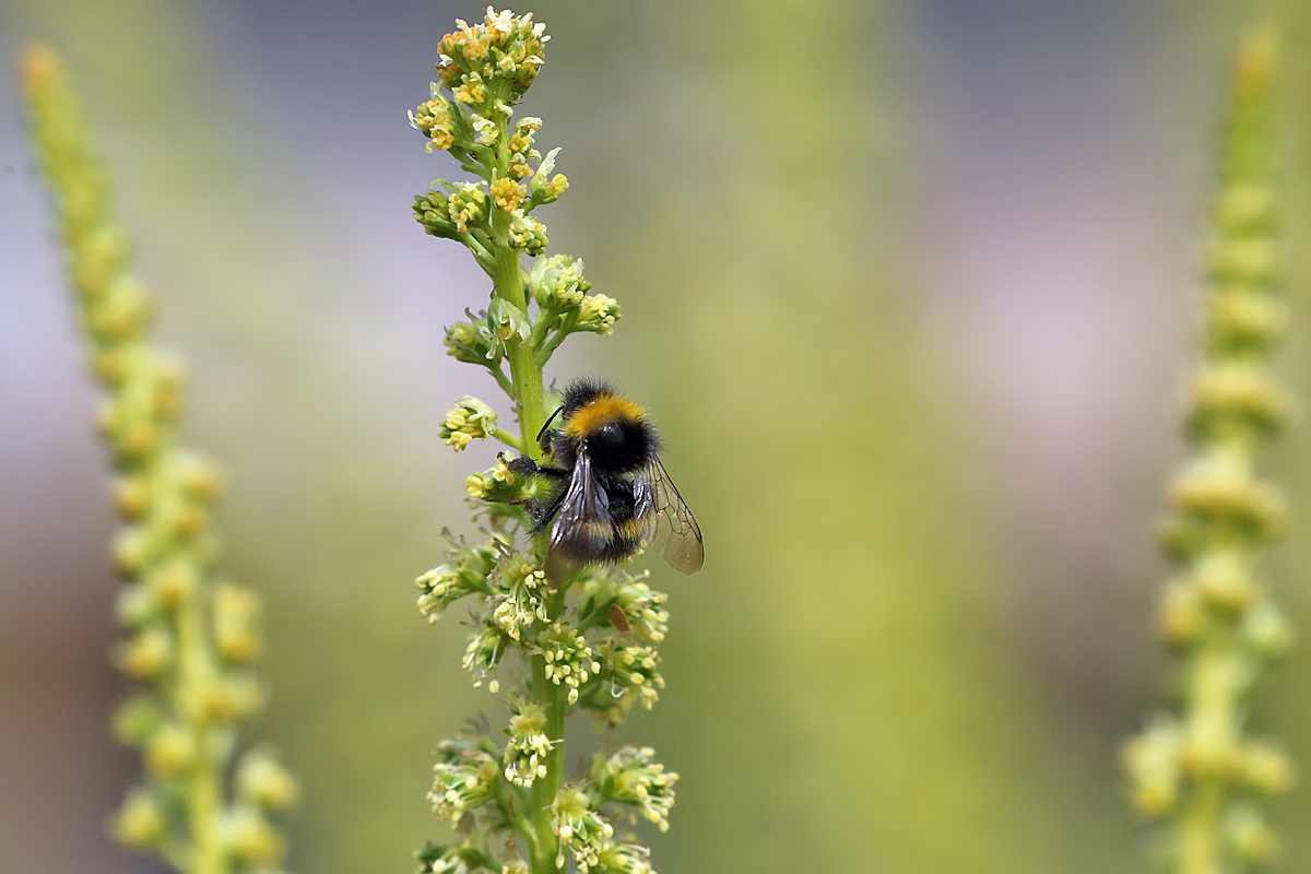 Roadside Pepperweed photo 4