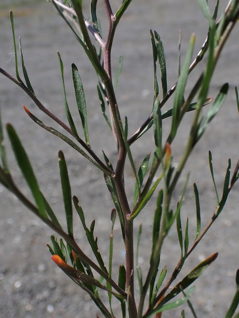 Roadside Pepperweed photo 5
