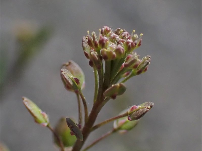 Roadside Pepperweed photo 6