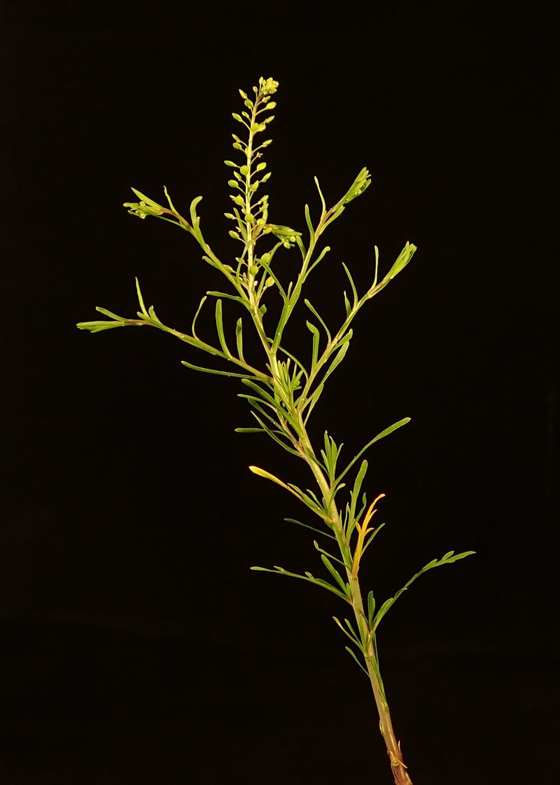 Roadside Pepperweed photo 7