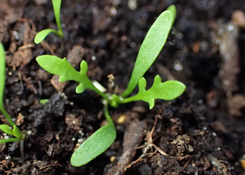 Roadside Pepperweed photo 8