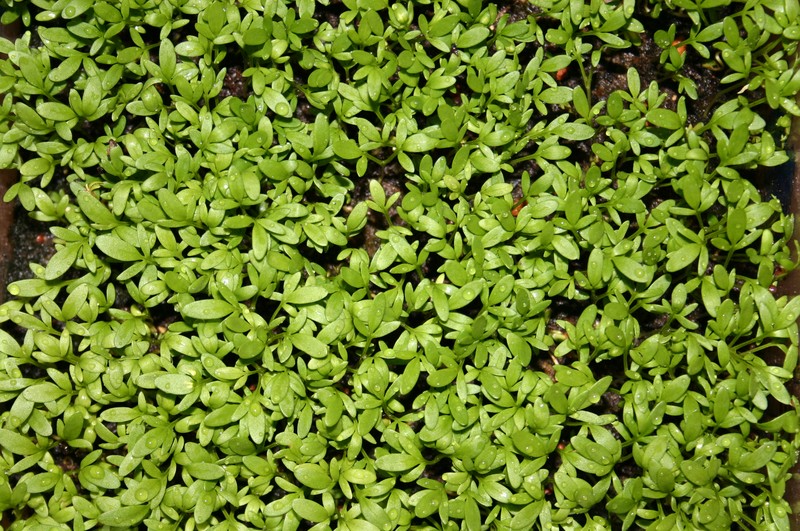 Gardencress Pepperweed photo 5