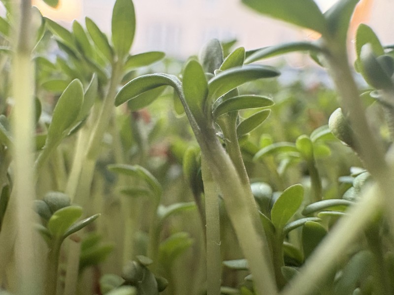 Gardencress Pepperweed photo 2