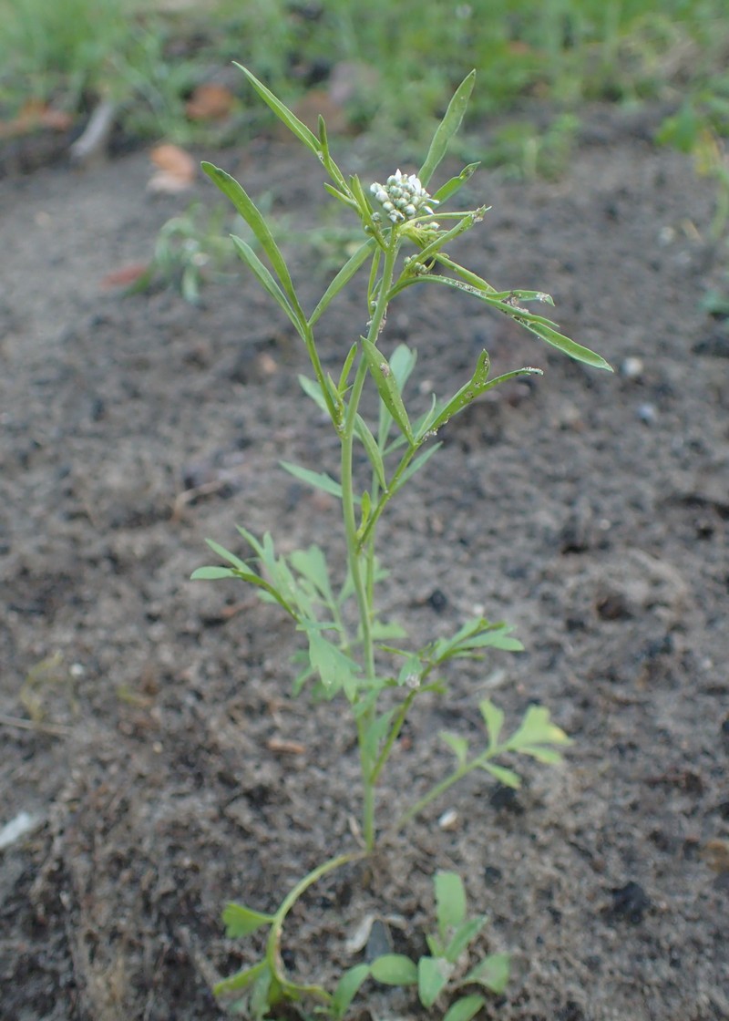 Gardencress Pepperweed photo 3