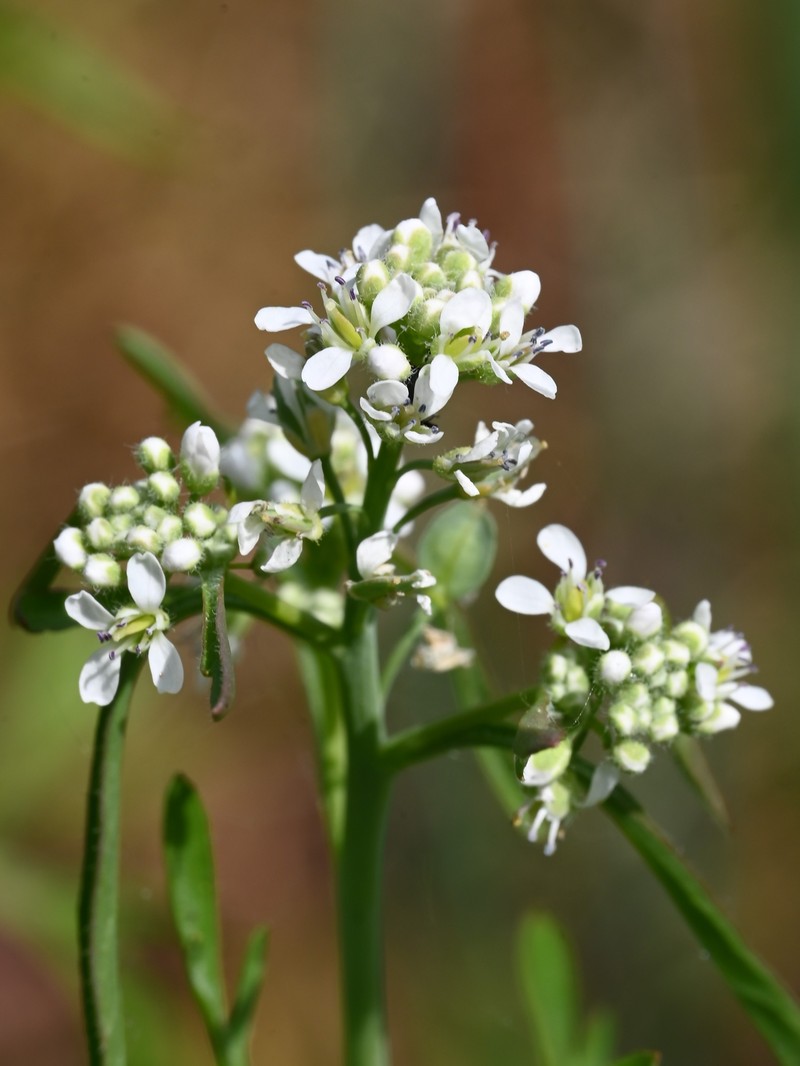 Gardencress Pepperweed photo 4