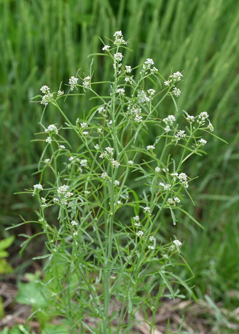 Gardencress Pepperweed photo 6