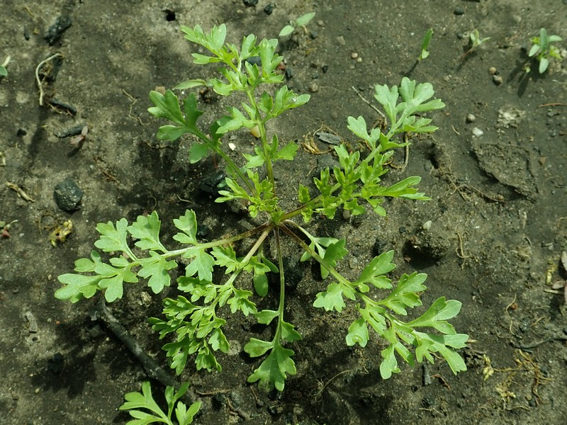Gardencress Pepperweed