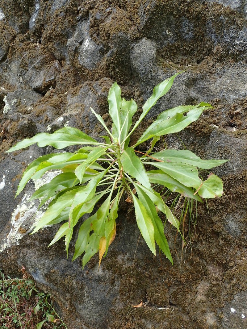 Anaunau photo 2