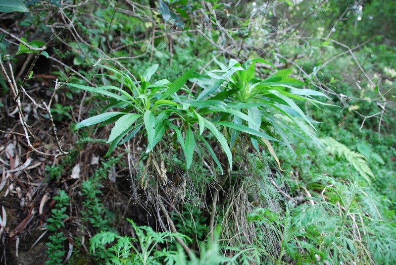 Anaunau photo 3