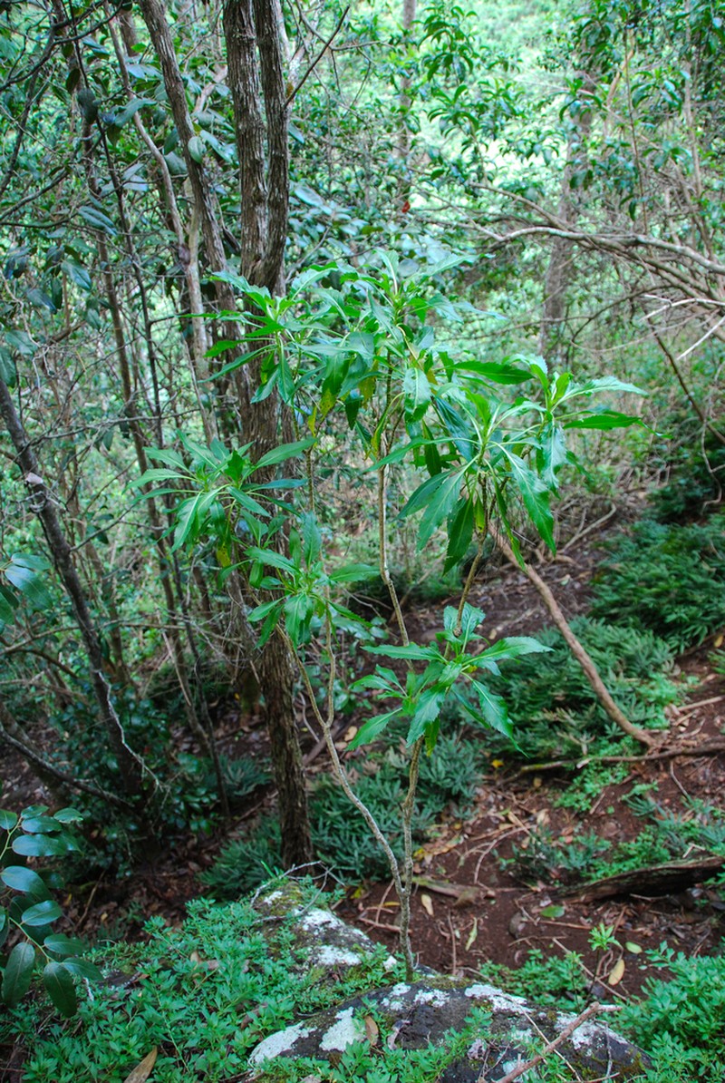 Anaunau photo 6