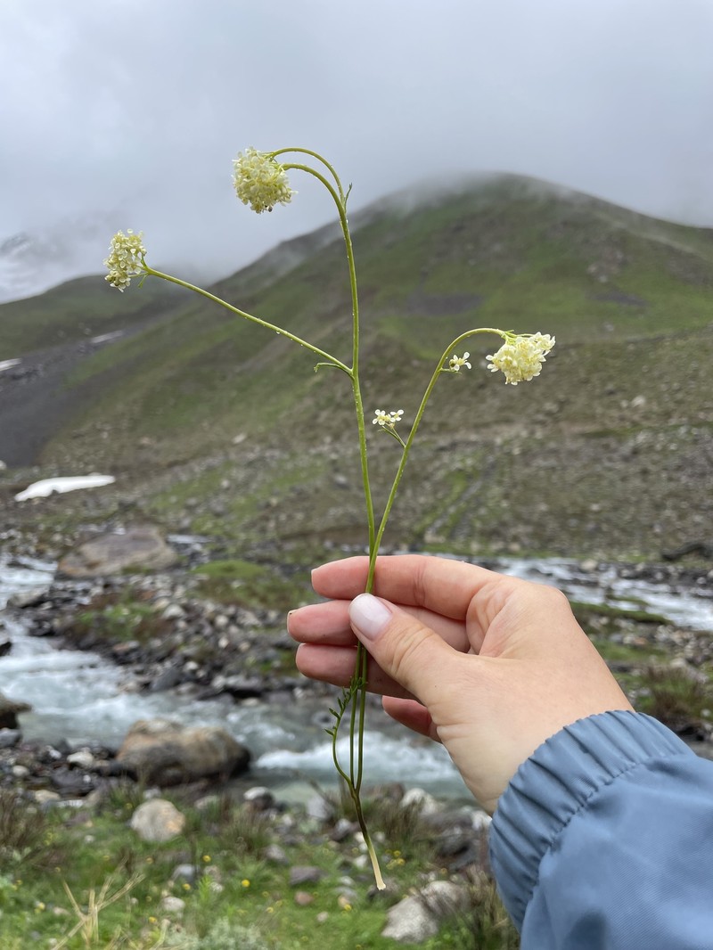 Lepidium silaifolium photo 2