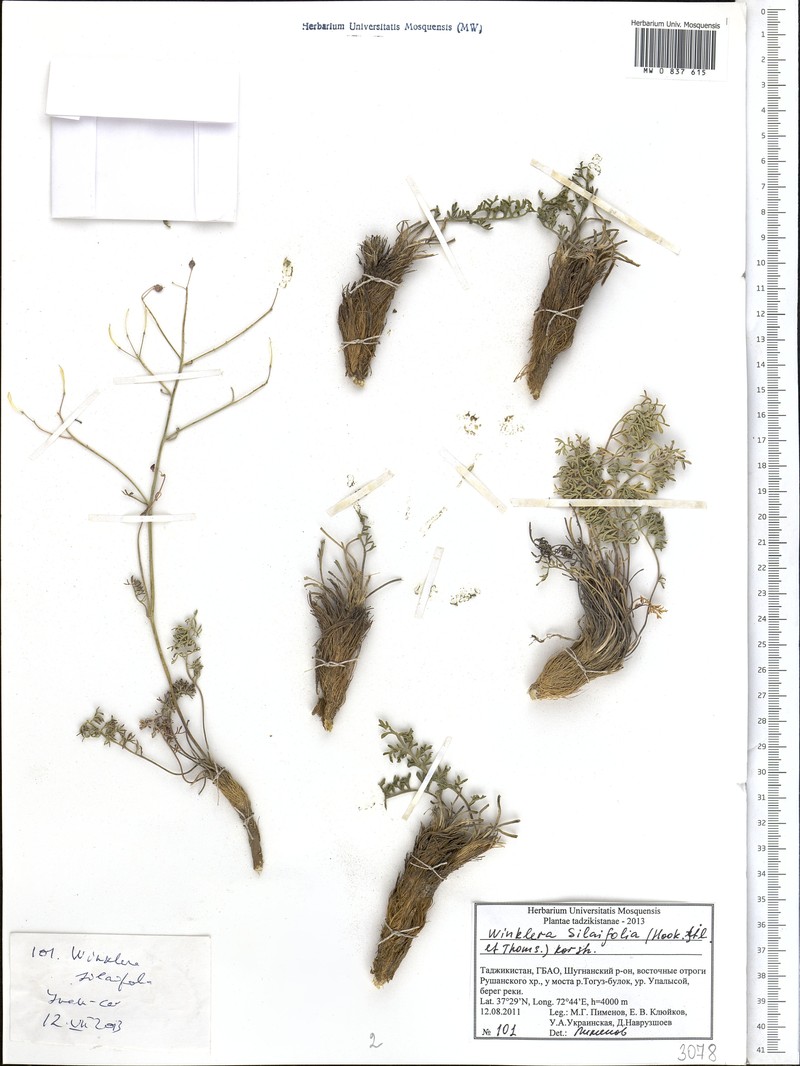 Lepidium silaifolium photo 3