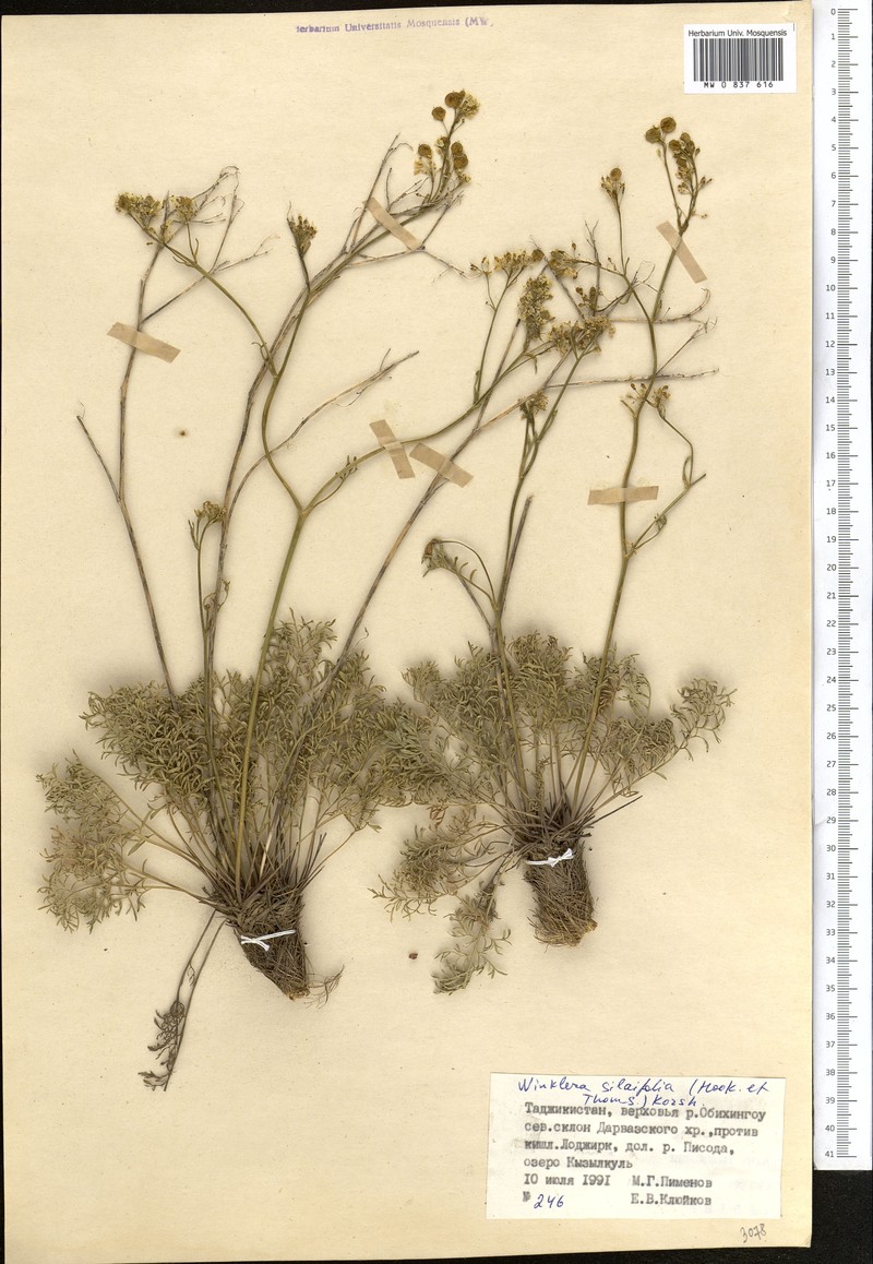 Lepidium silaifolium photo 4
