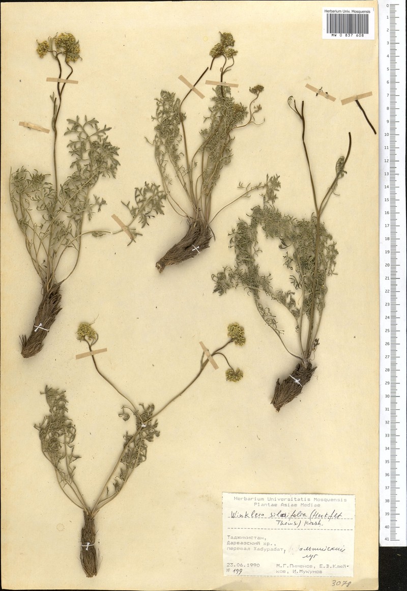 Lepidium silaifolium photo 5