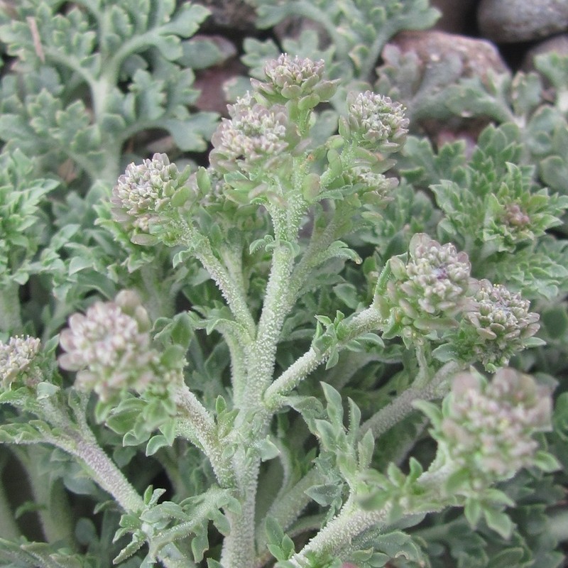 Sordid Pepperweed