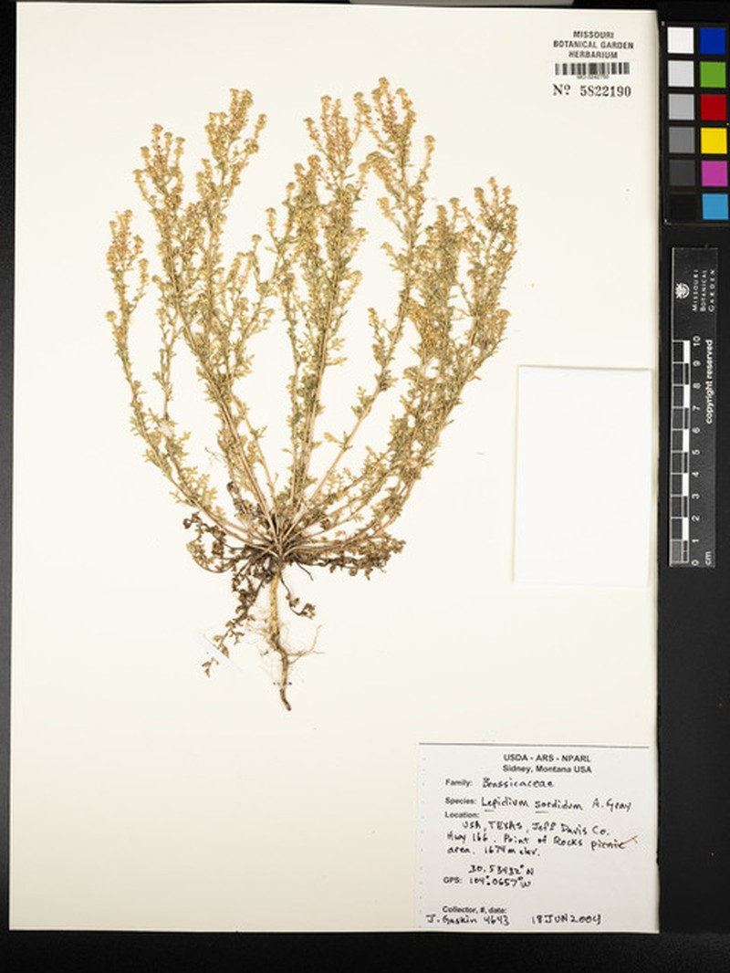 Sordid Pepperweed photo 3