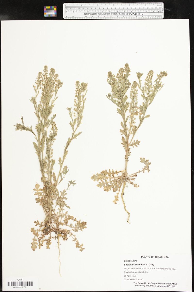 Sordid Pepperweed photo 4