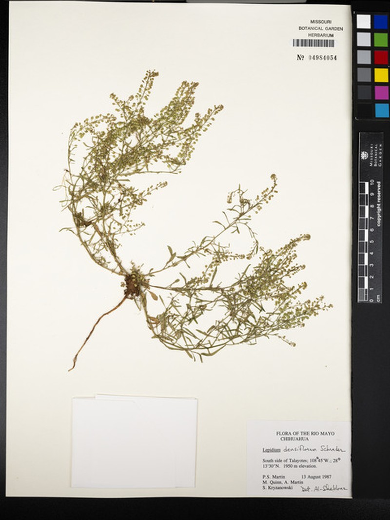 Sordid Pepperweed photo 5