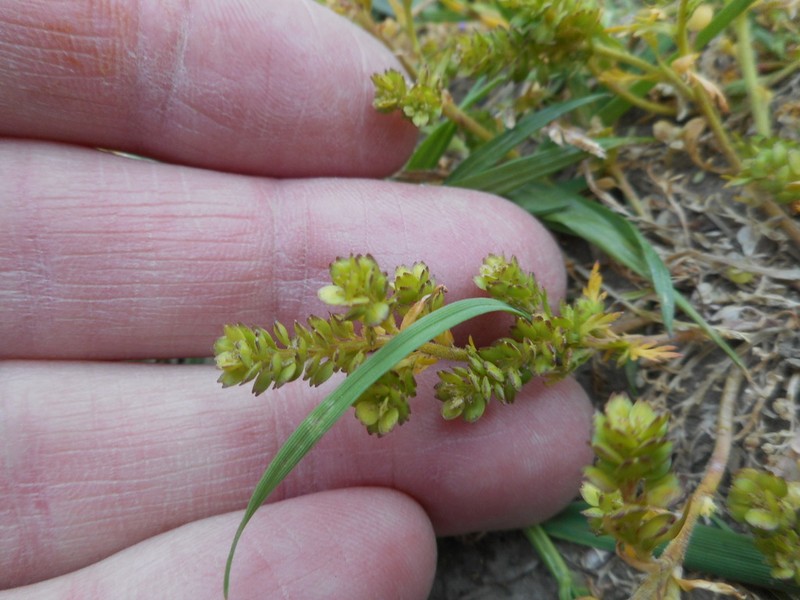 Upright Pepperweed