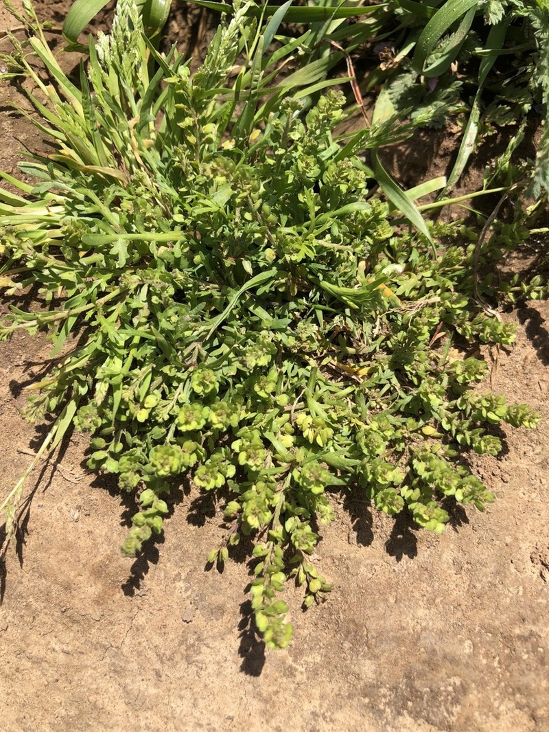 Upright Pepperweed photo 2
