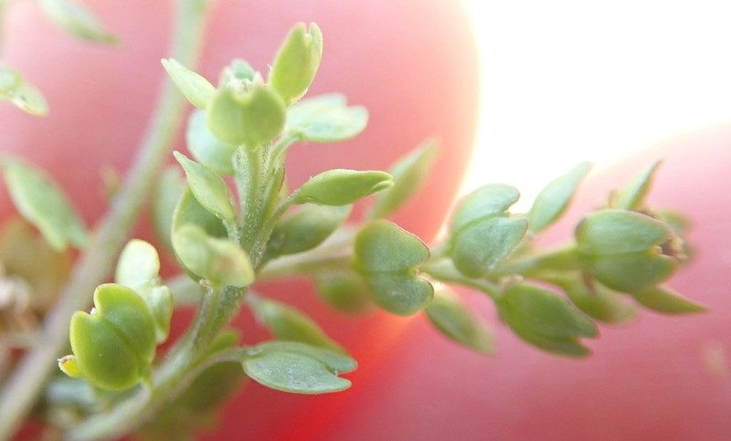 Upright Pepperweed photo 3