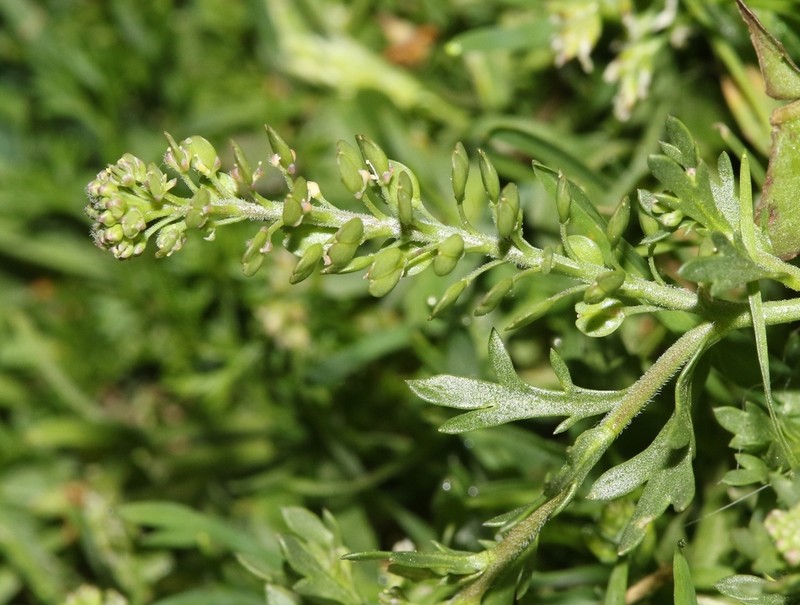 Upright Pepperweed photo 4