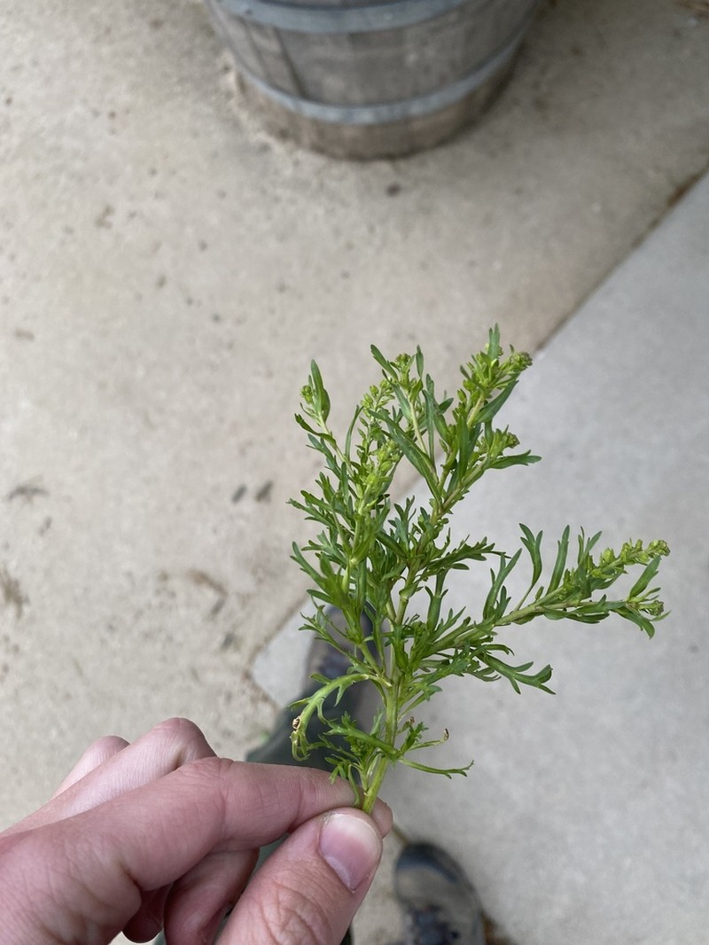 Upright Pepperweed photo 5