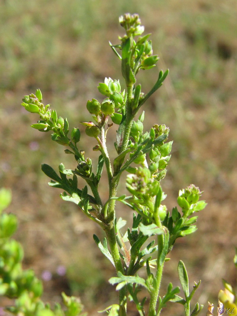 Upright Pepperweed photo 6