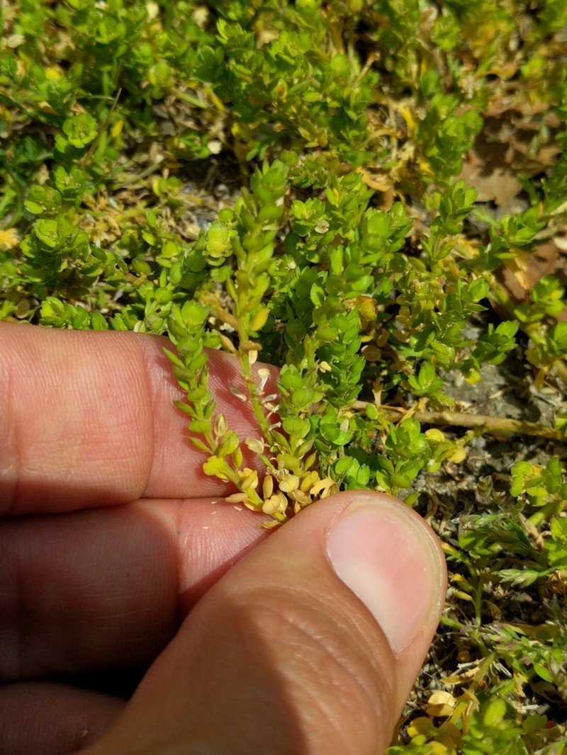 Upright Pepperweed photo 7