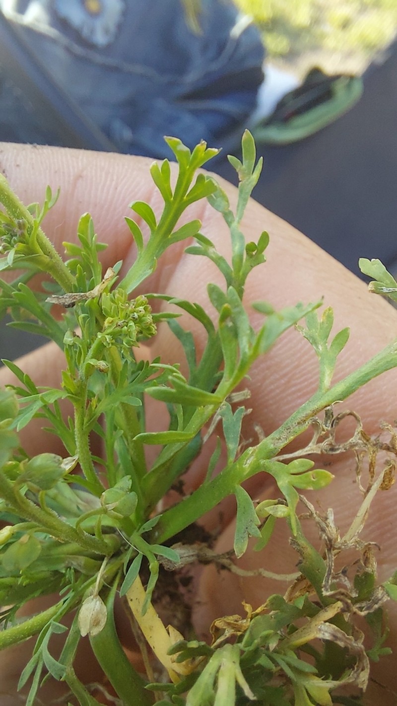 Upright Pepperweed photo 8