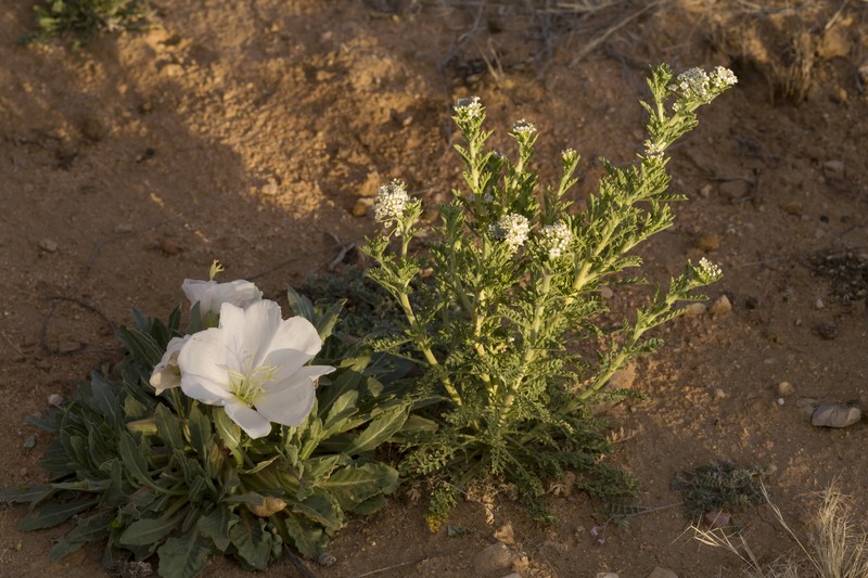 Thurber's Pepperweed