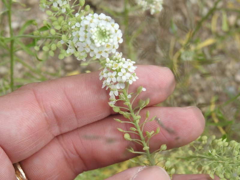 Thurber's Pepperweed