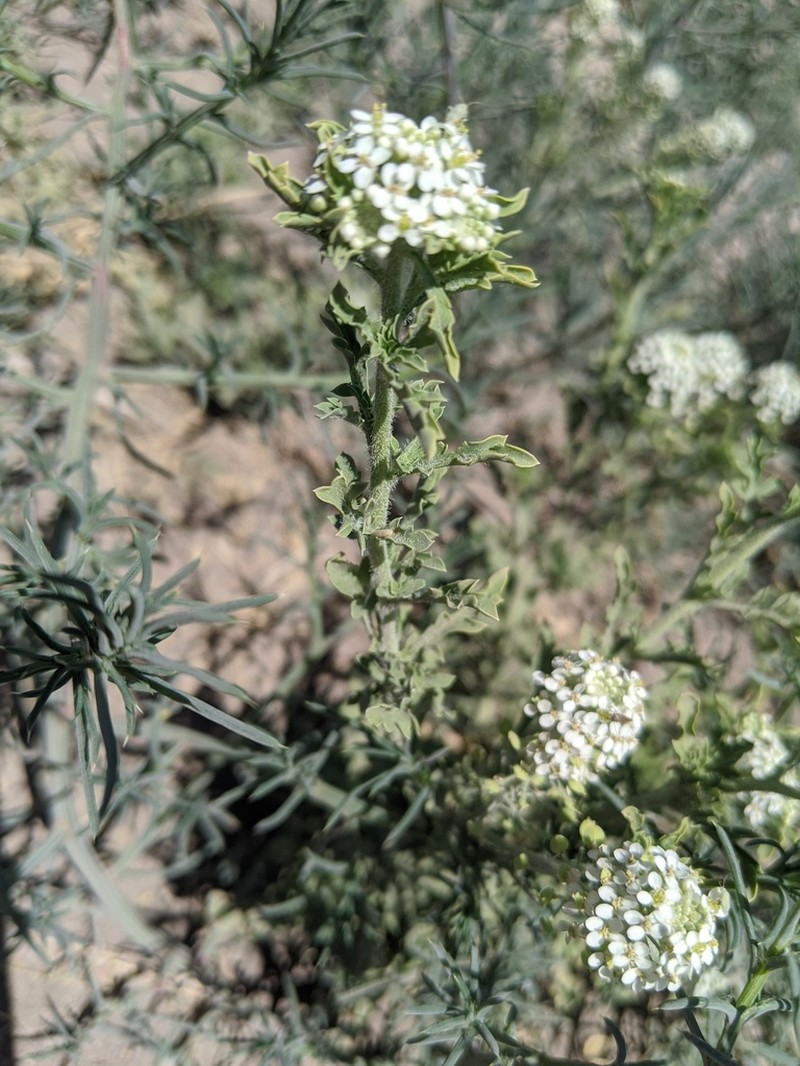 Thurber's Pepperweed photo 2