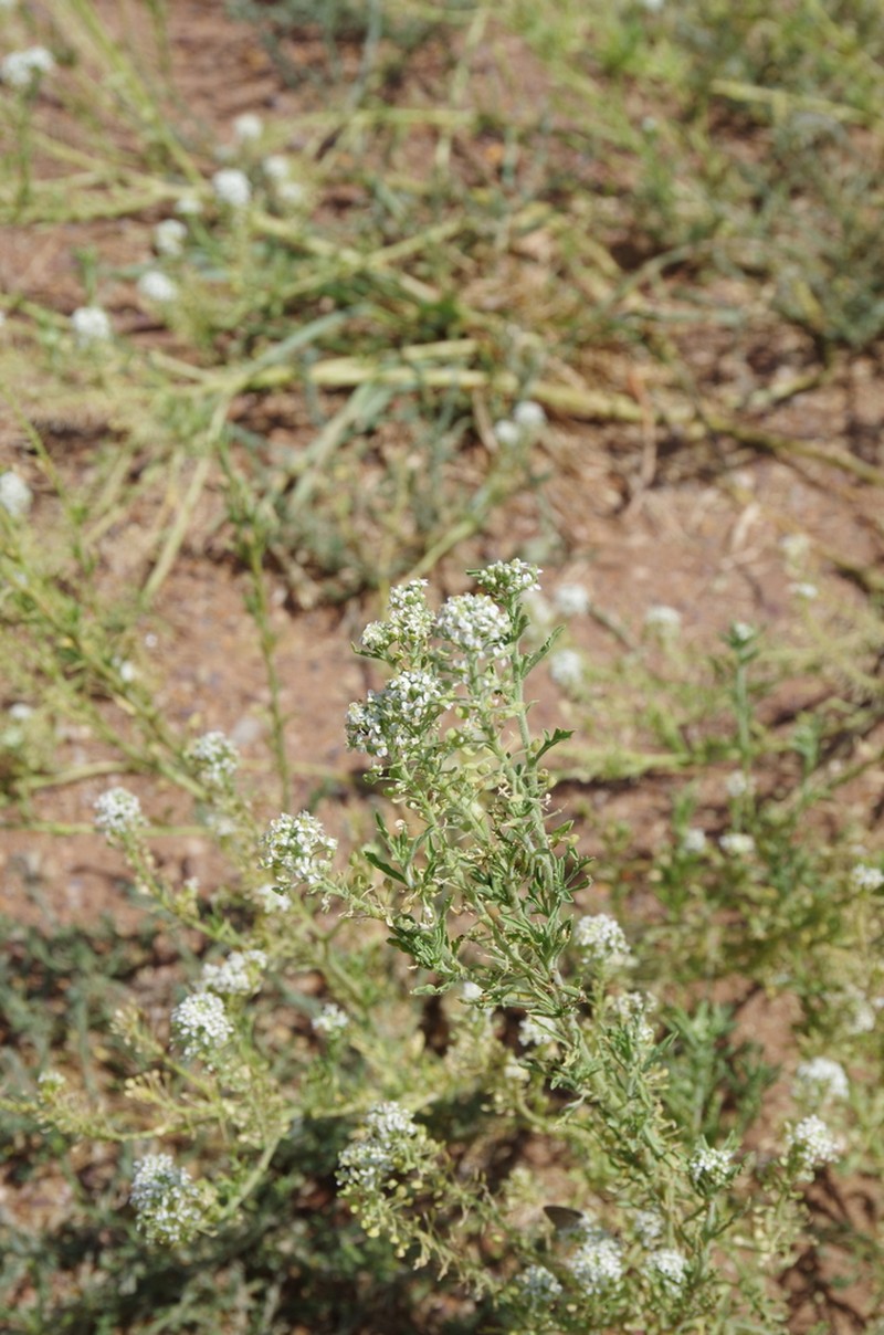 Thurber's Pepperweed photo 3