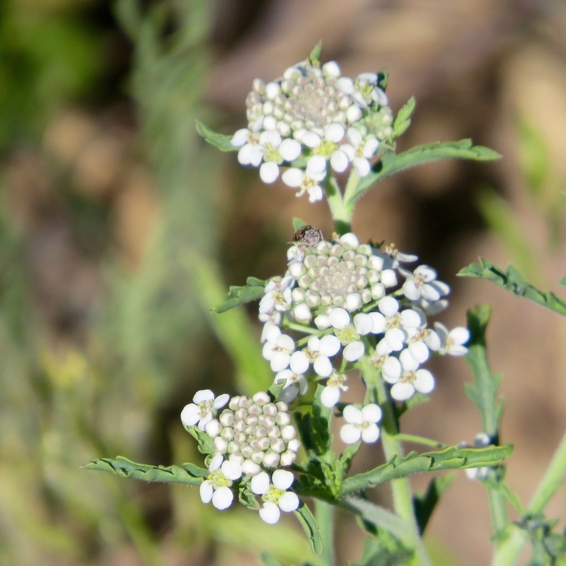 Thurber's Pepperweed photo 4