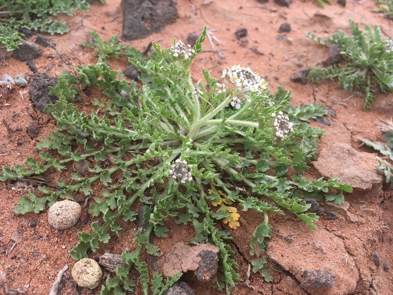 Thurber's Pepperweed photo 5