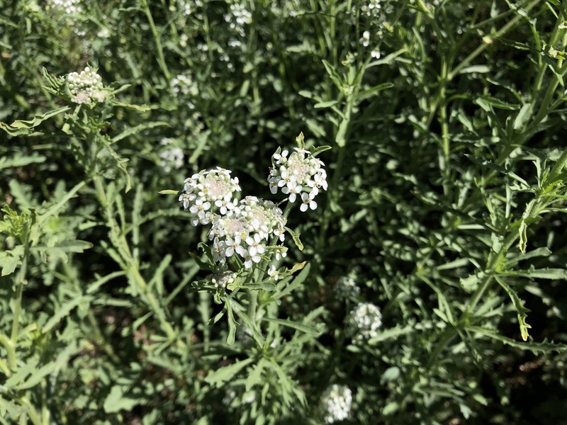 Thurber's Pepperweed photo 6