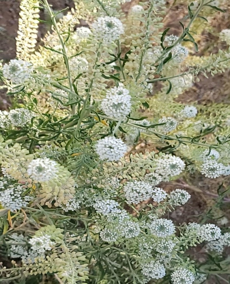 Thurber's Pepperweed photo 7