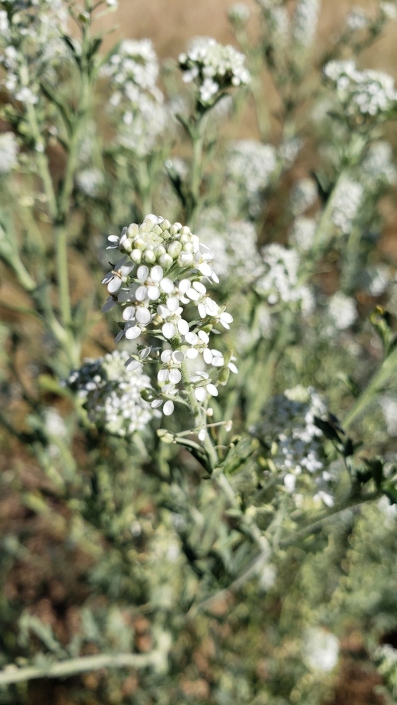 Thurber's Pepperweed photo 8