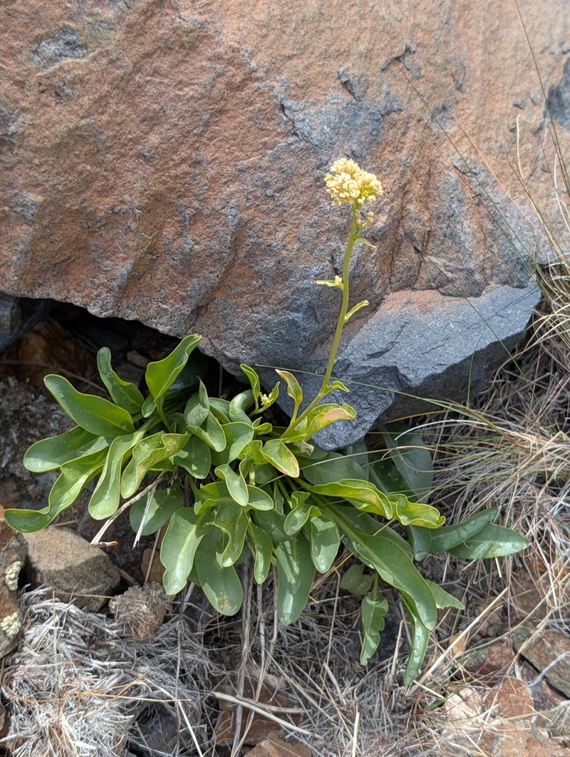 Talapoosa Peak Pearpod photo 3