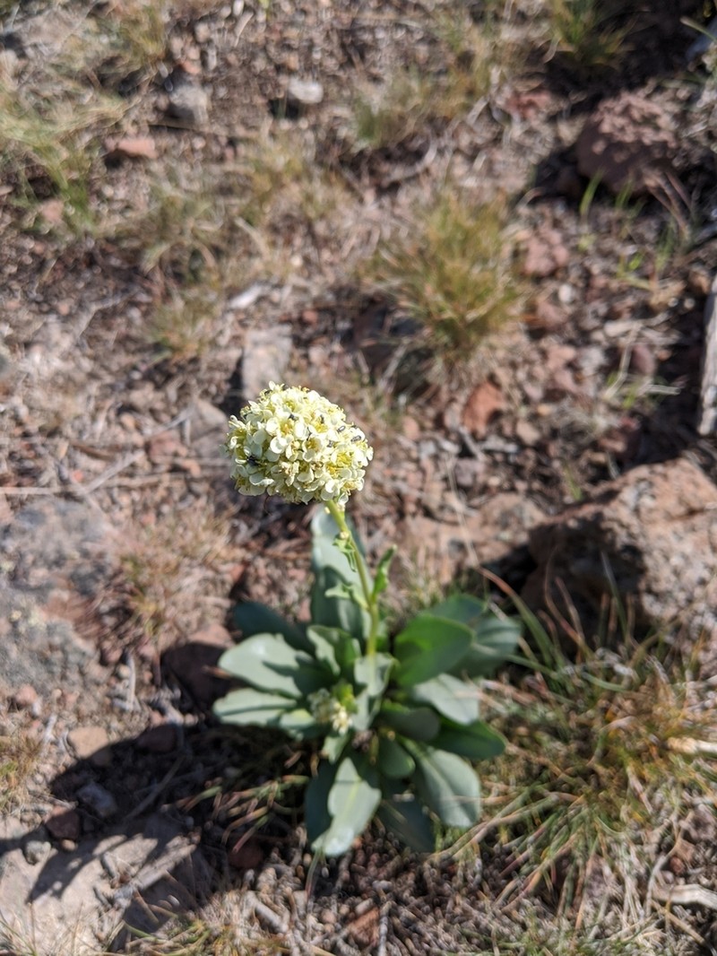 Talapoosa Peak Pearpod photo 5