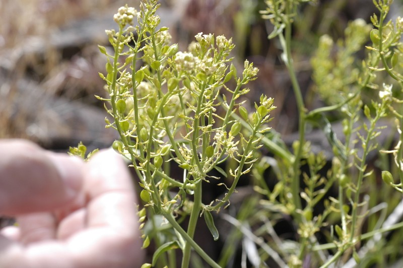 Talapoosa Peak Pearpod photo 6