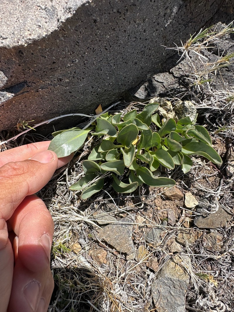 Talapoosa Peak Pearpod photo 7